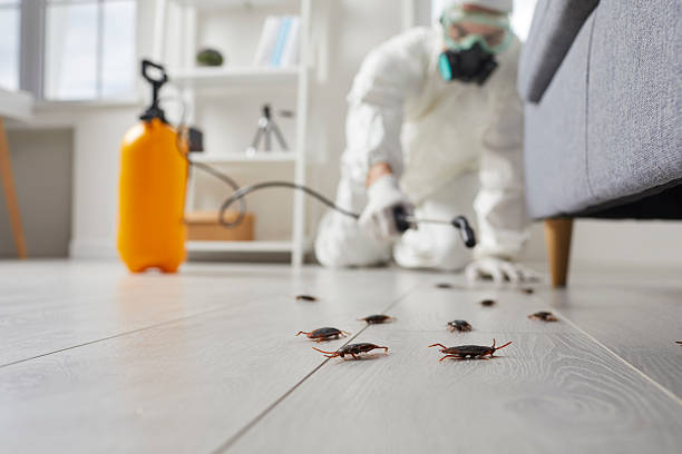 Post-Treatment Bed Bug Interceptor Monitoring in Grizzly Flats